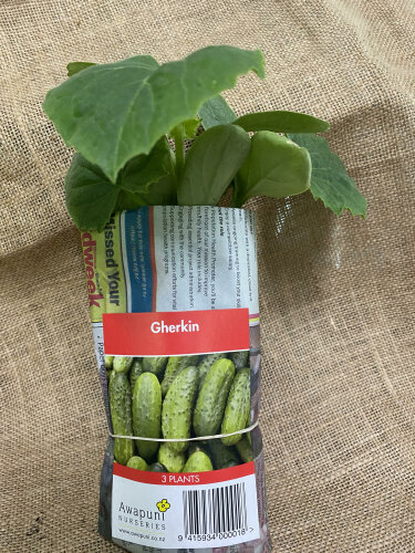 Gherkin